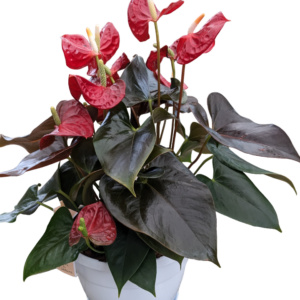Anthurium