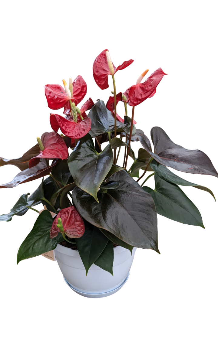 Anthurium