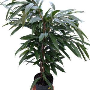 Ficus Amstel King 1° scelta top h. cm 150