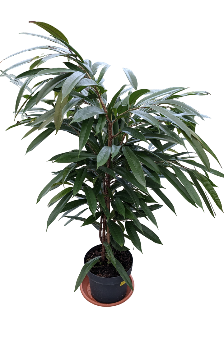 Ficus Amstel King 1° scelta top h. cm 150