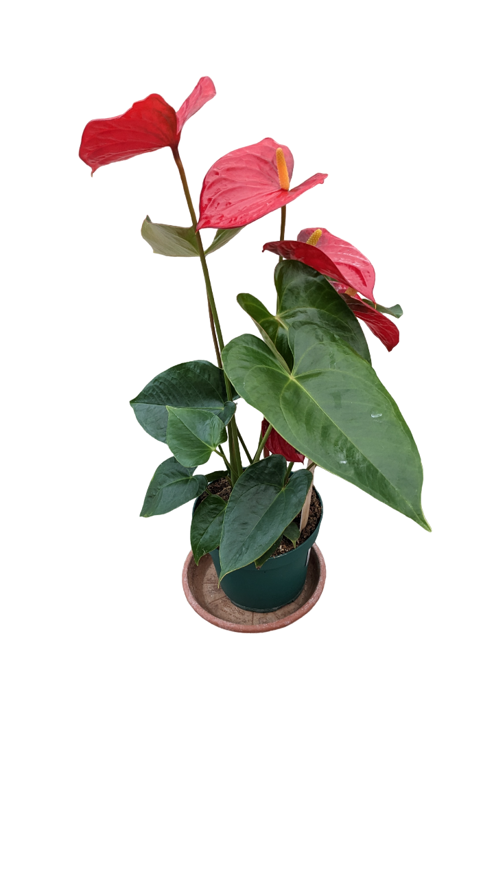 Anthurium - immagine 2