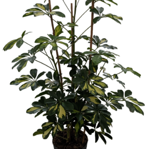 Schefflera Gold