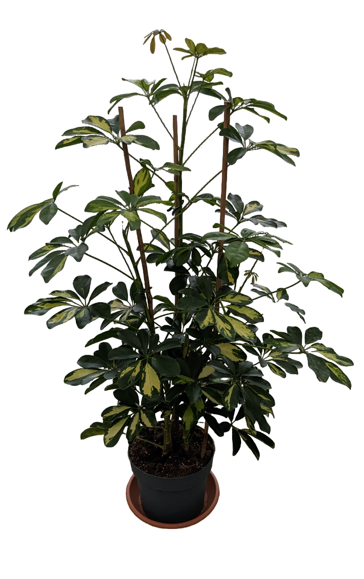 Schefflera Gold