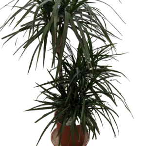 Dracena