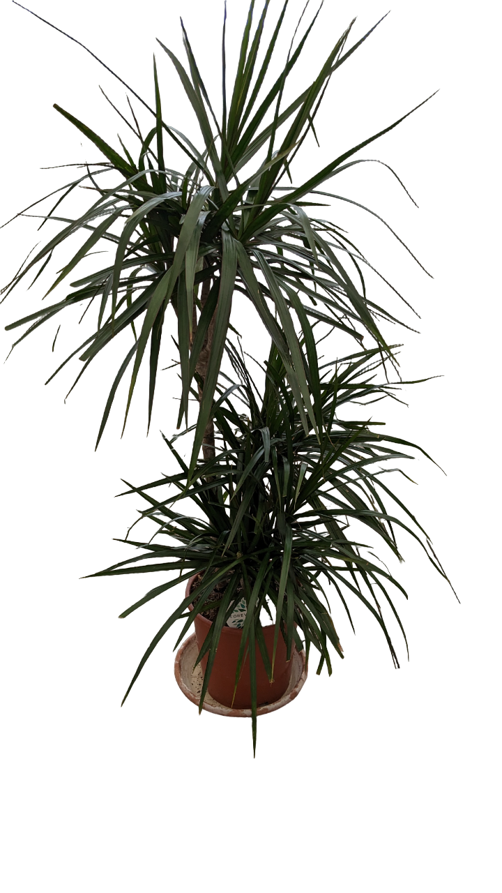 Dracena