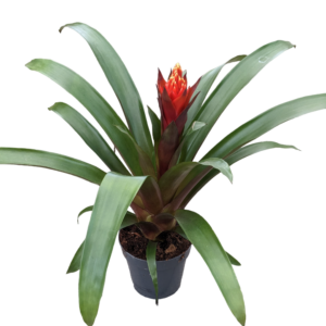 Guzmania Torch