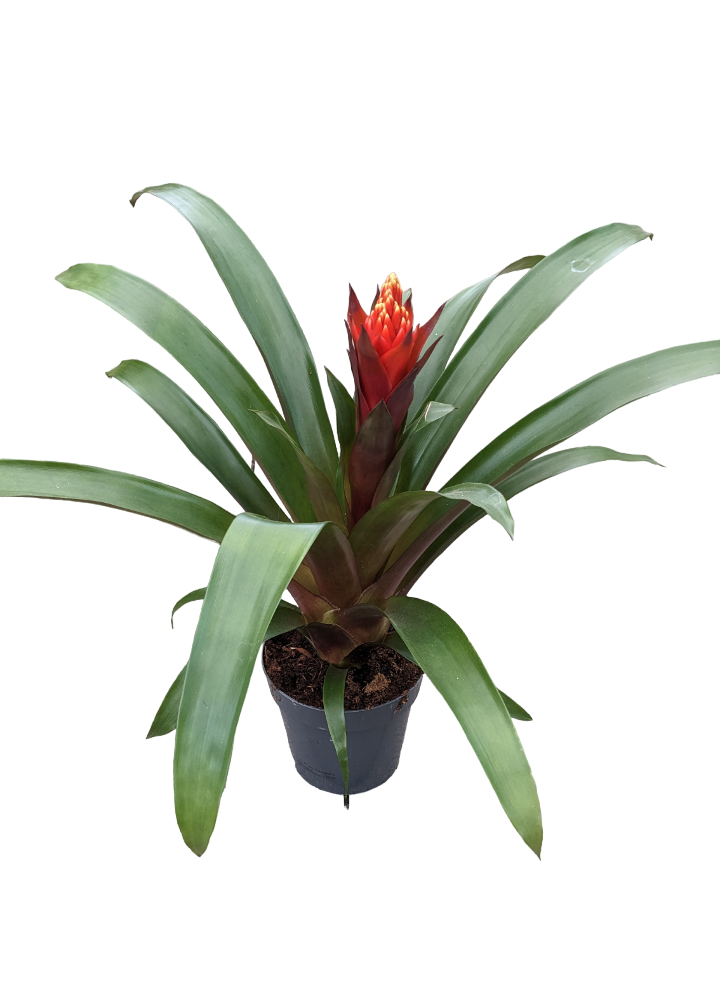 Guzmania Torch