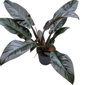 Filodendro Red