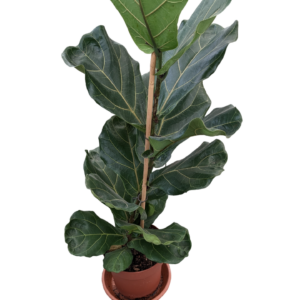 Ficus Lyrata