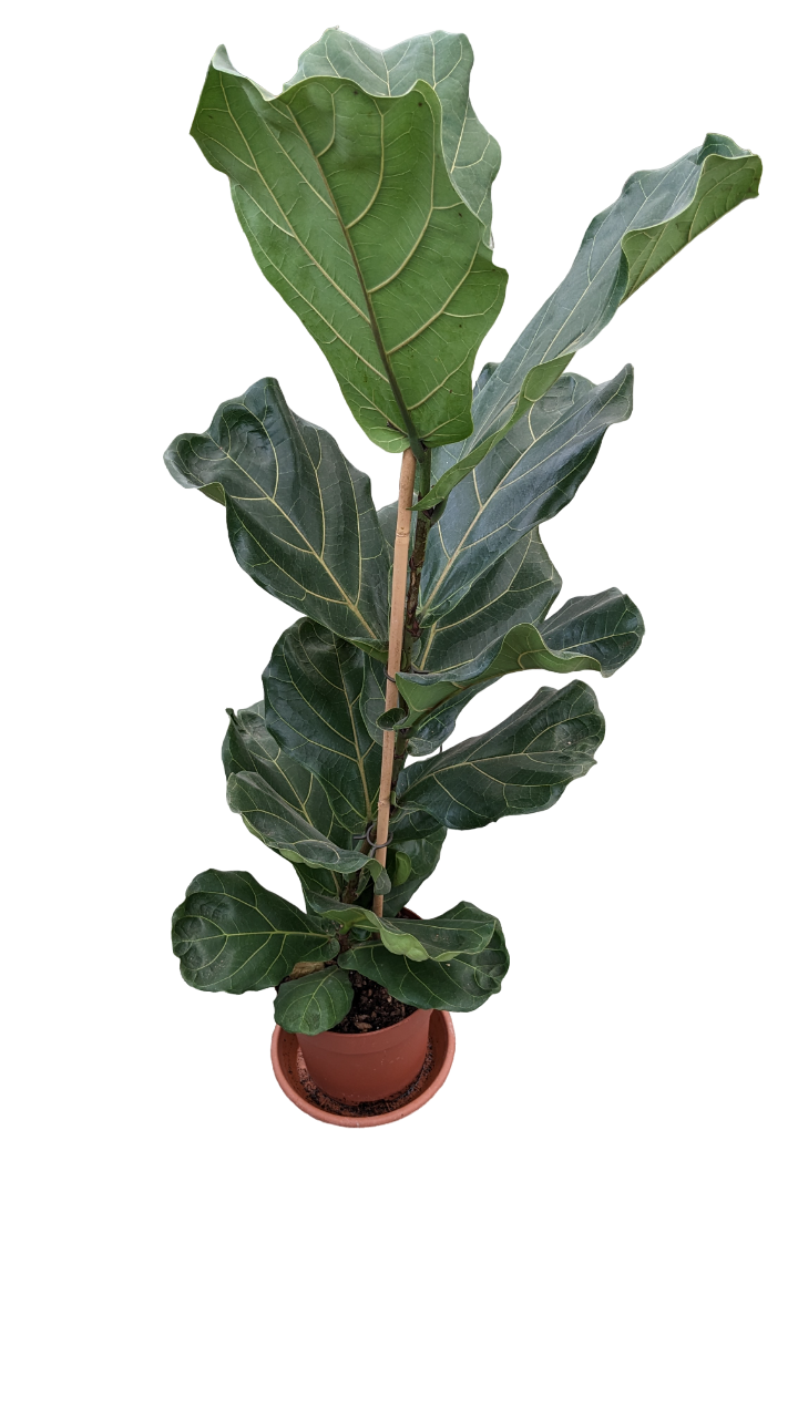 Ficus Lyrata