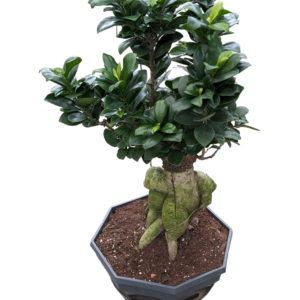 Ficus Retusa bonsai
