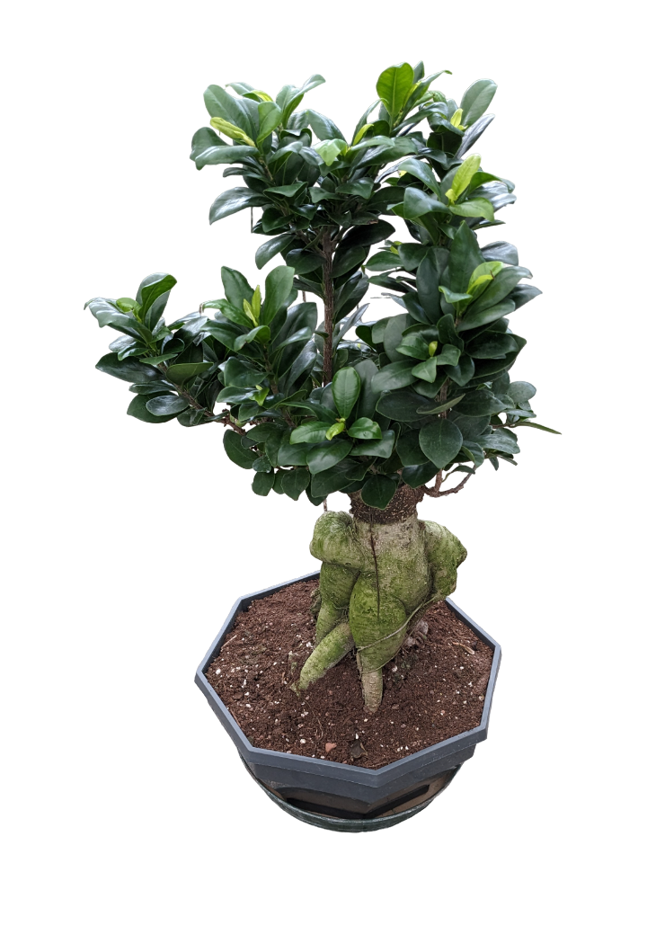 Ficus Retusa bonsai