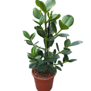 Clusia Rosea