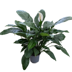 Spathiphyllum