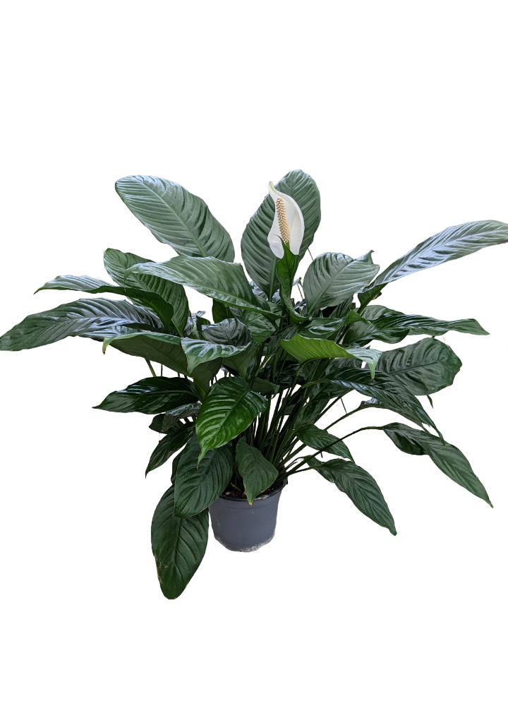 Spathiphyllum