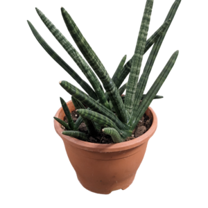 Sanseveria Cylindrica