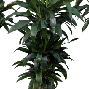 Dracena Janet Craigh