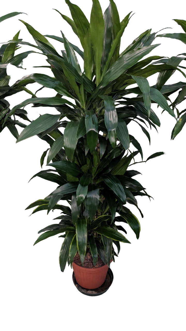 Dracena Janet Craigh