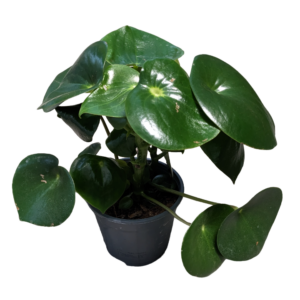 Peperomia Raindrop