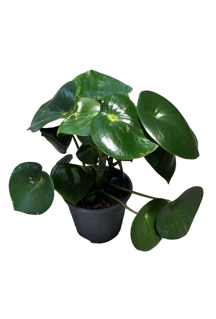 Peperomia Raindrop