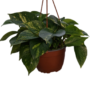 Pothos