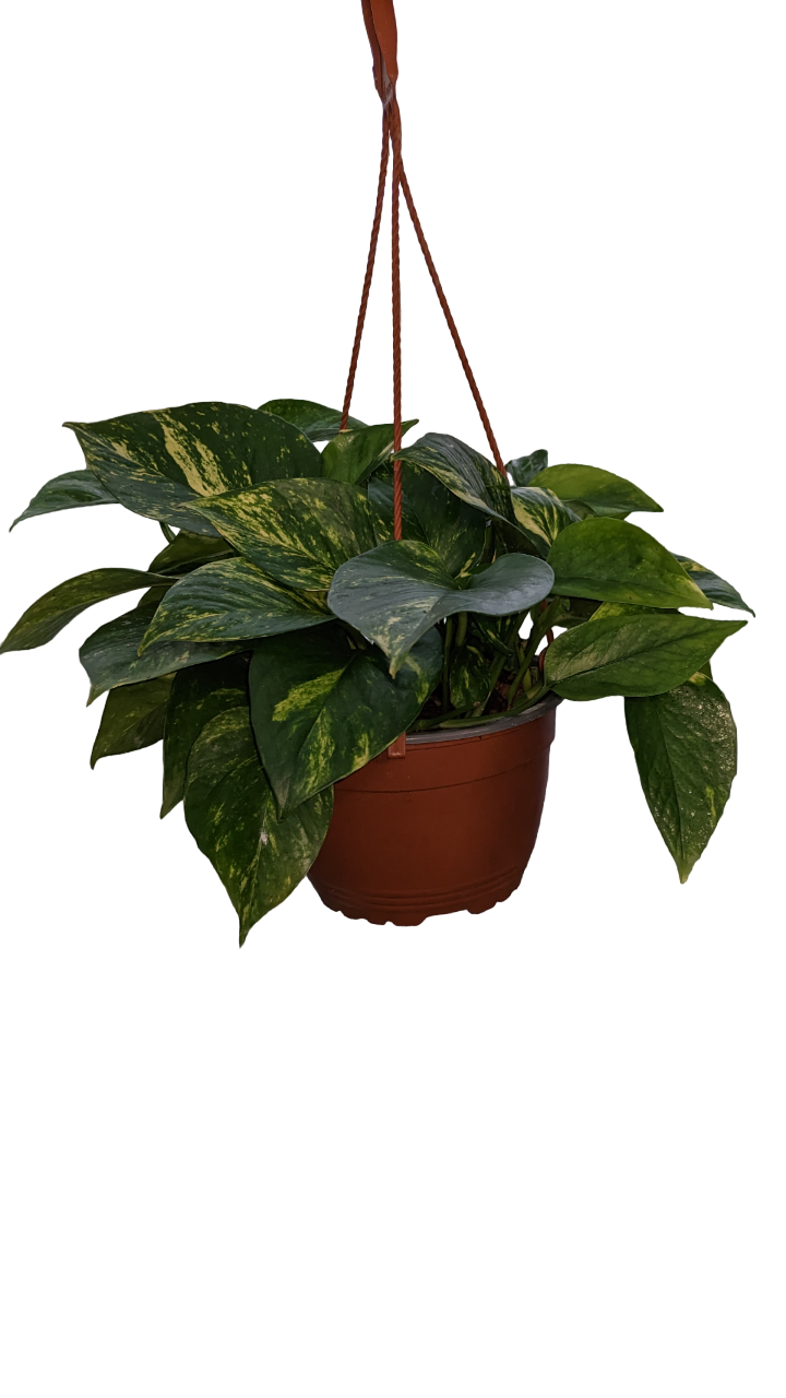 Pothos