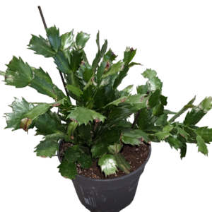 Schlumbergera - Natalina