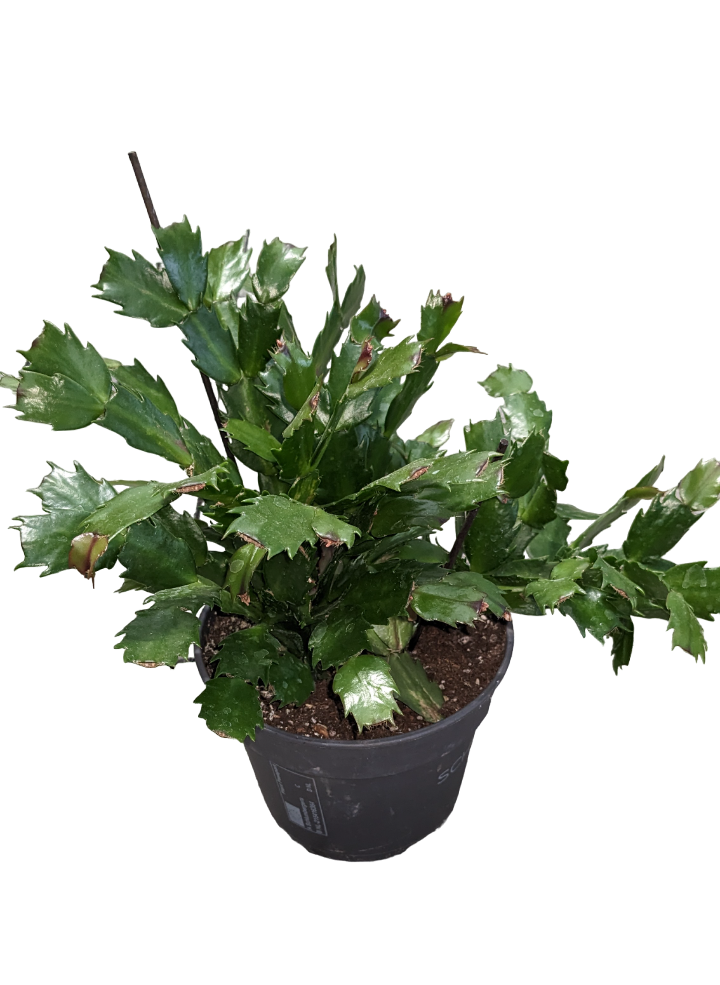 Schlumbergera - Natalina