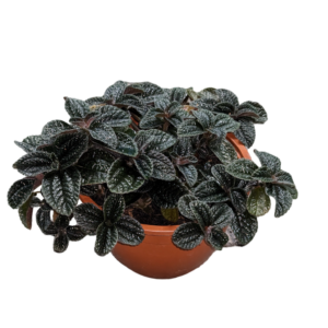 Pilea Mix