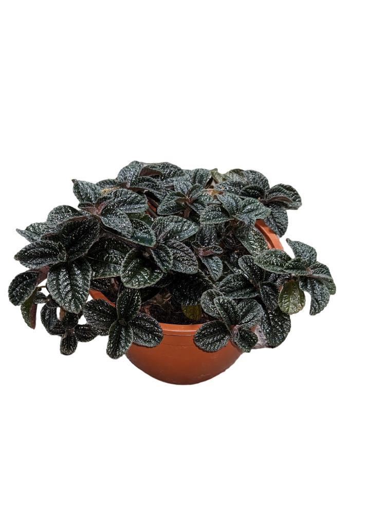 Pilea Mix