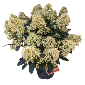 Skimmia Japonica