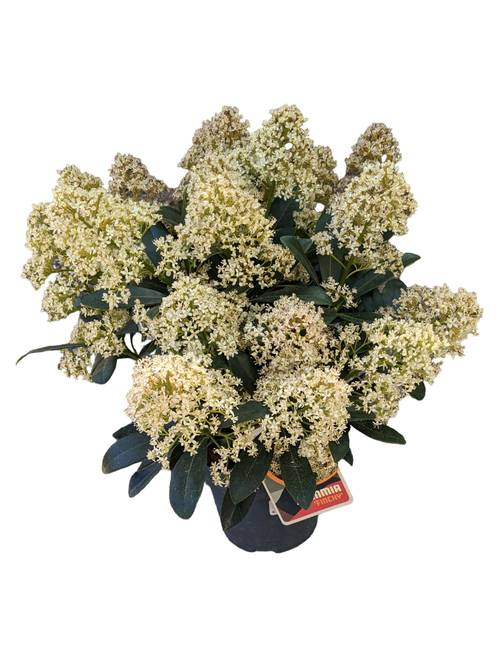 Skimmia Japonica