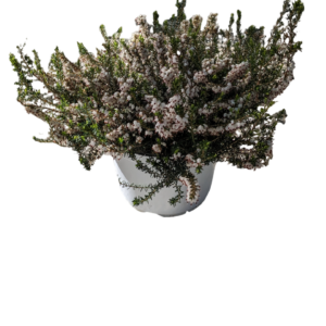 Erica darleyensis