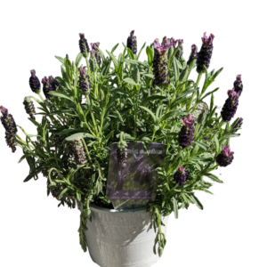 Lavanda Stoechas