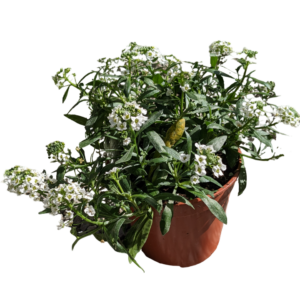 Lobularia