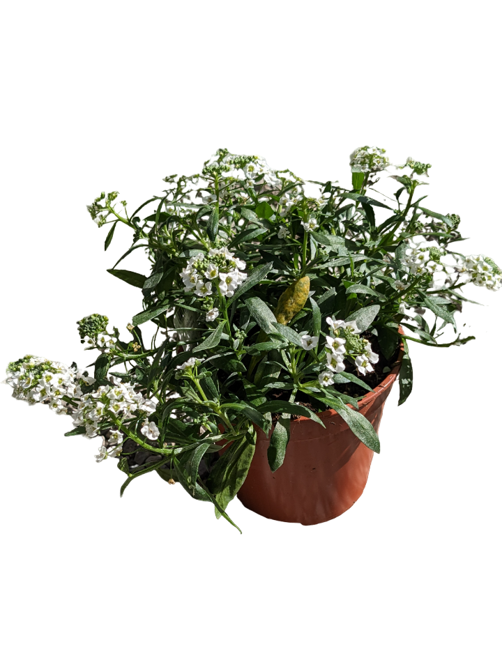 Lobularia
