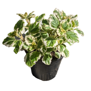 Plectranthus Incenso