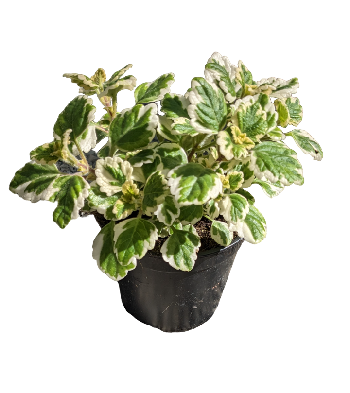Plectranthus Incenso