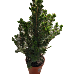 Conifera Picea Gluca