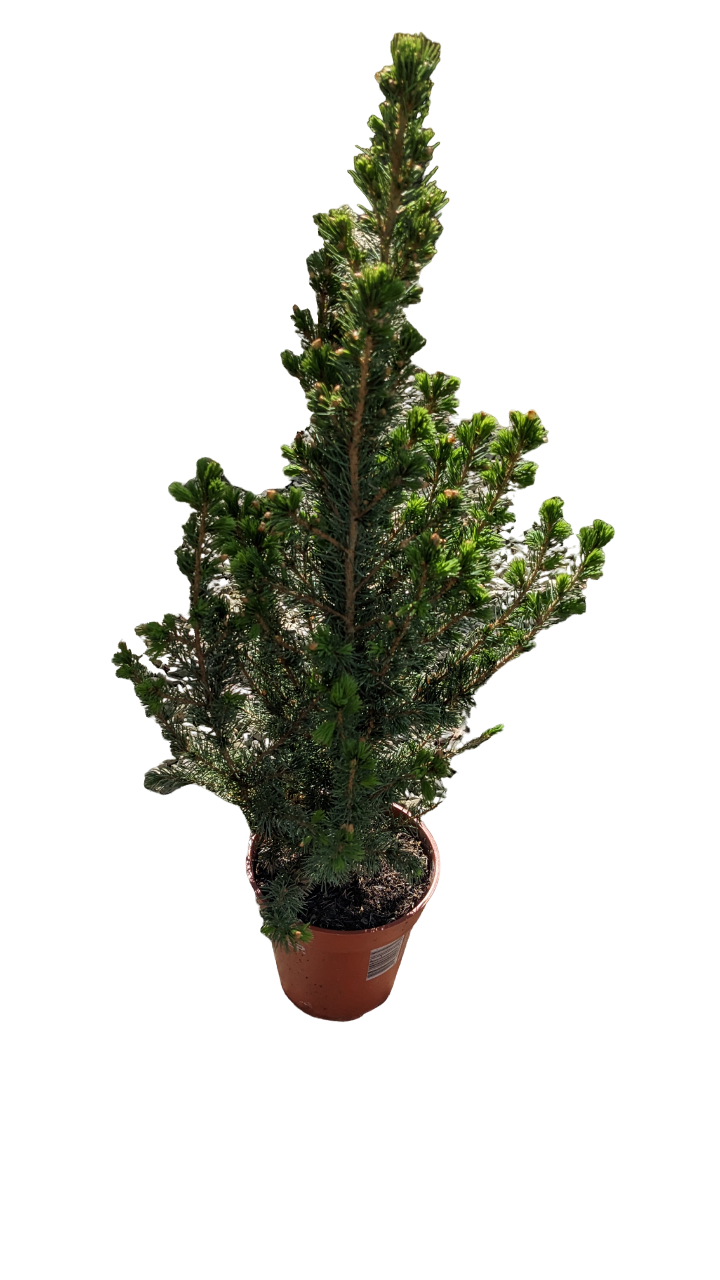 Conifera Picea Gluca
