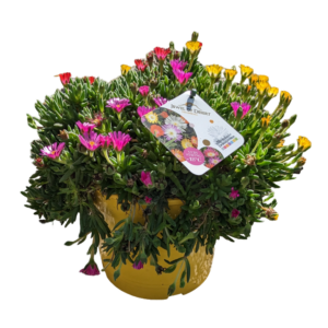 Delosperma Jewel of Desert (amante del sole)