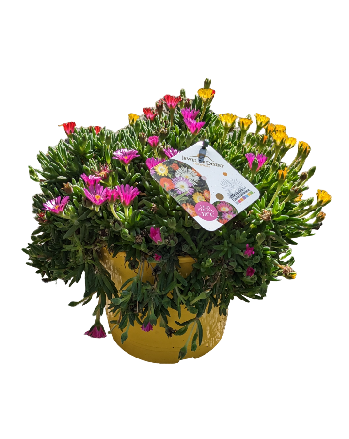 Delosperma Jewel of Desert (amante del sole)