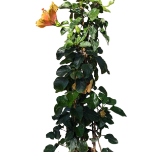 Hibiscus sinensis