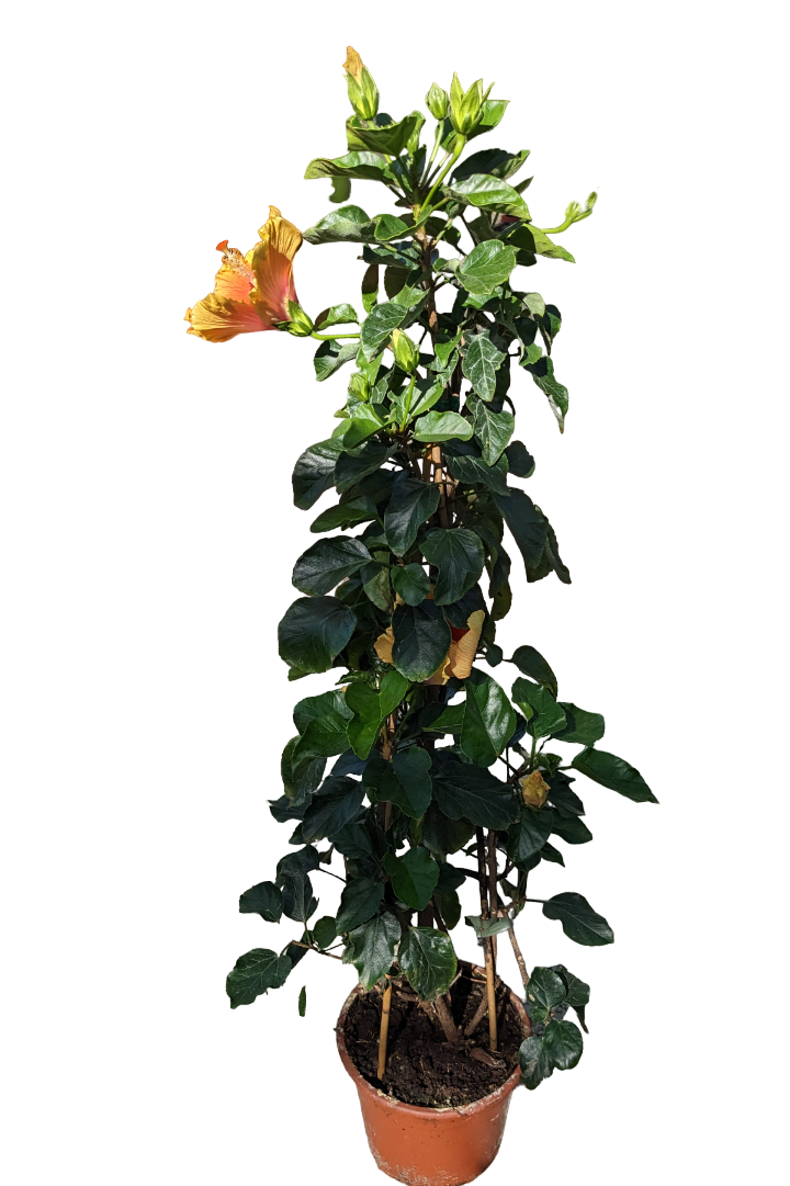 Hibiscus sinensis