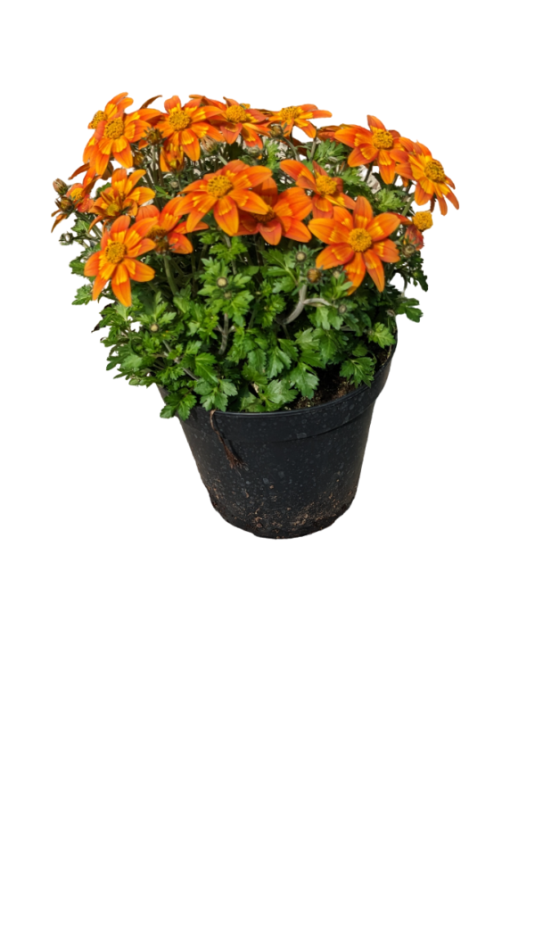 Bidens - immagine 2