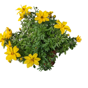 Bidens