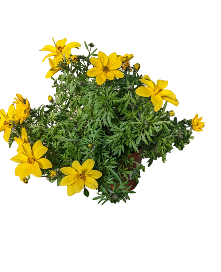 Bidens