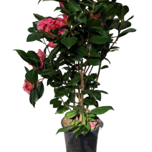 Camelia Japonica