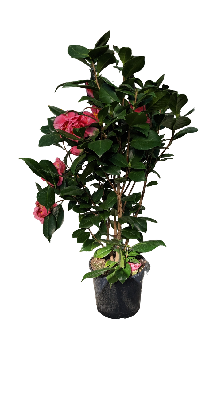 Camelia Japonica