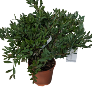 Callistemon